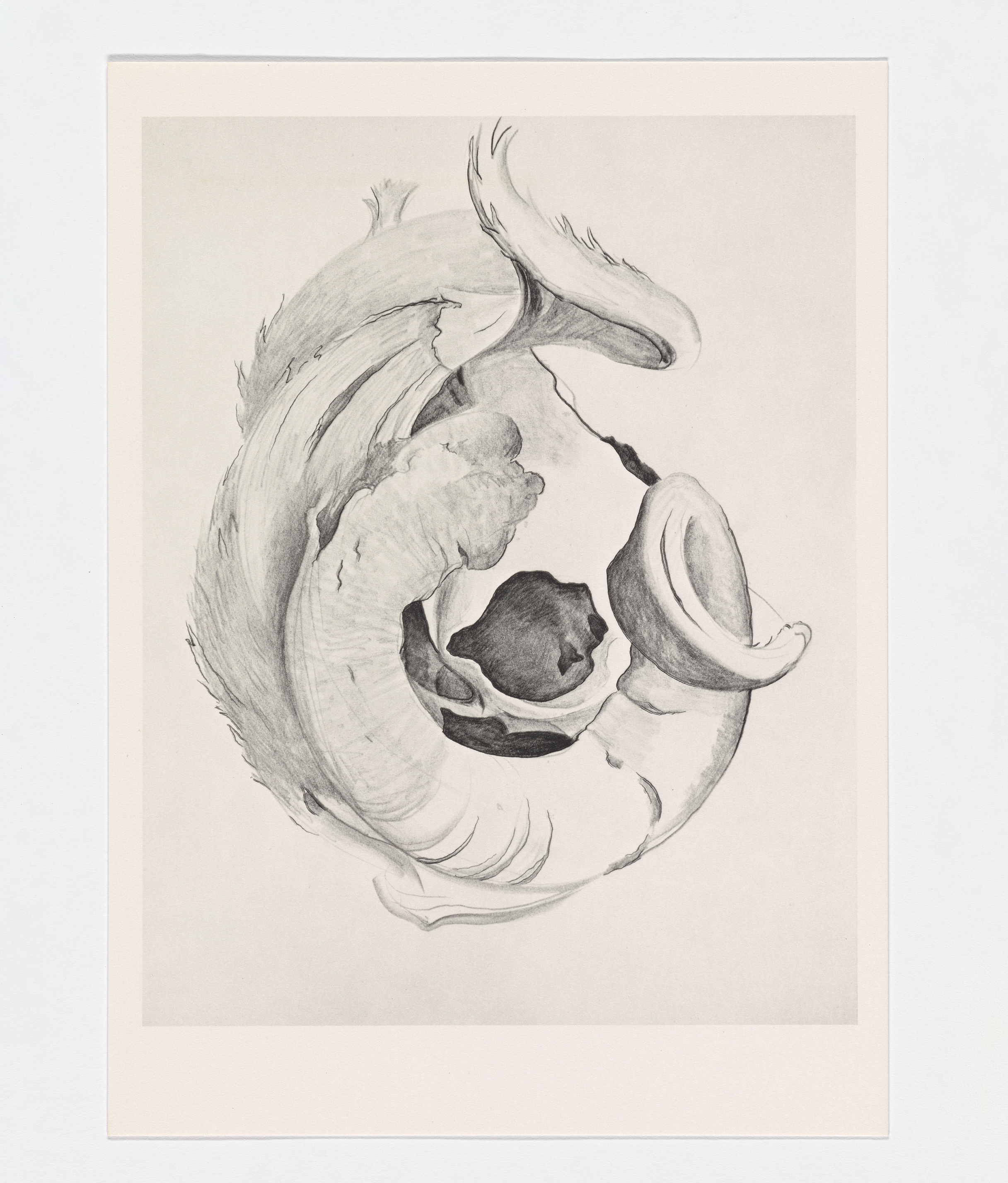 georgia o keeffe drawings