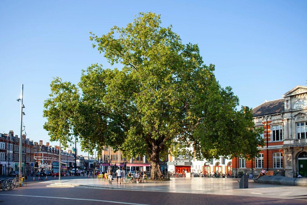 City and tree: the story of London planes | Southbank Centre