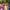 A large, diverse women\'s choir sings passionately outdoors, wearing vibrant, colorful patterned dresses and traditional garments.