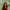 Someone standing outside with greenery behind them, in a red dress with long brown hair