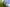 Vibrant green leaves and branches arching across a bright blue sky with one small white cloud.