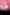 Trumpetist Tine Thing Heseth on a bright pink background holding her tumpet